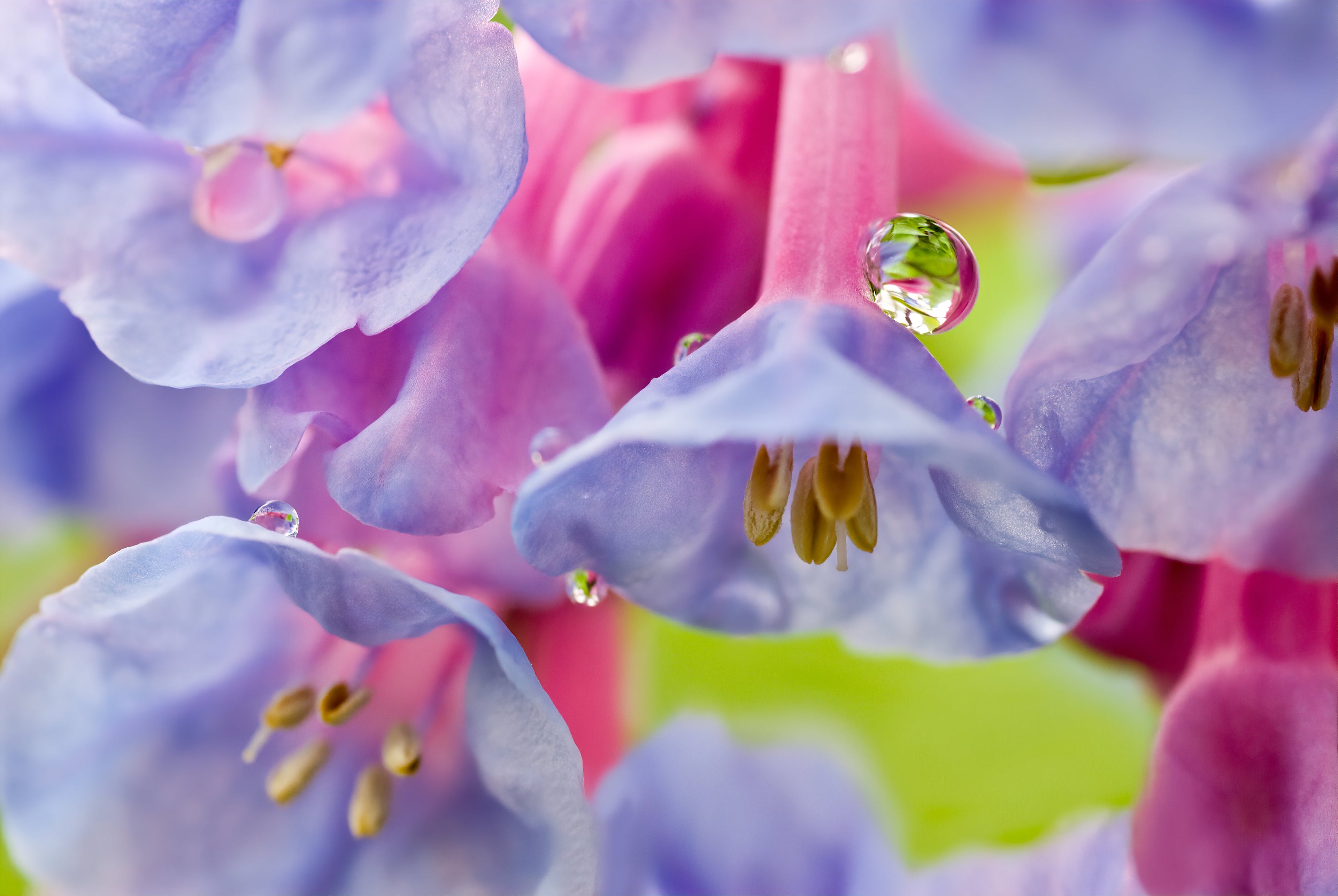 20 VIRGINIA BLUEBELLS True Blue & Pink Mertensia Virginica Flower Seeds
