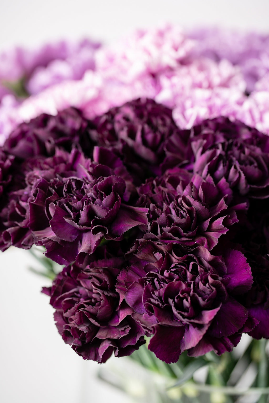 50 BLACK CARNATION King of Blacks Dianthus Caryophyllus Grenadin Double Flower Seeds