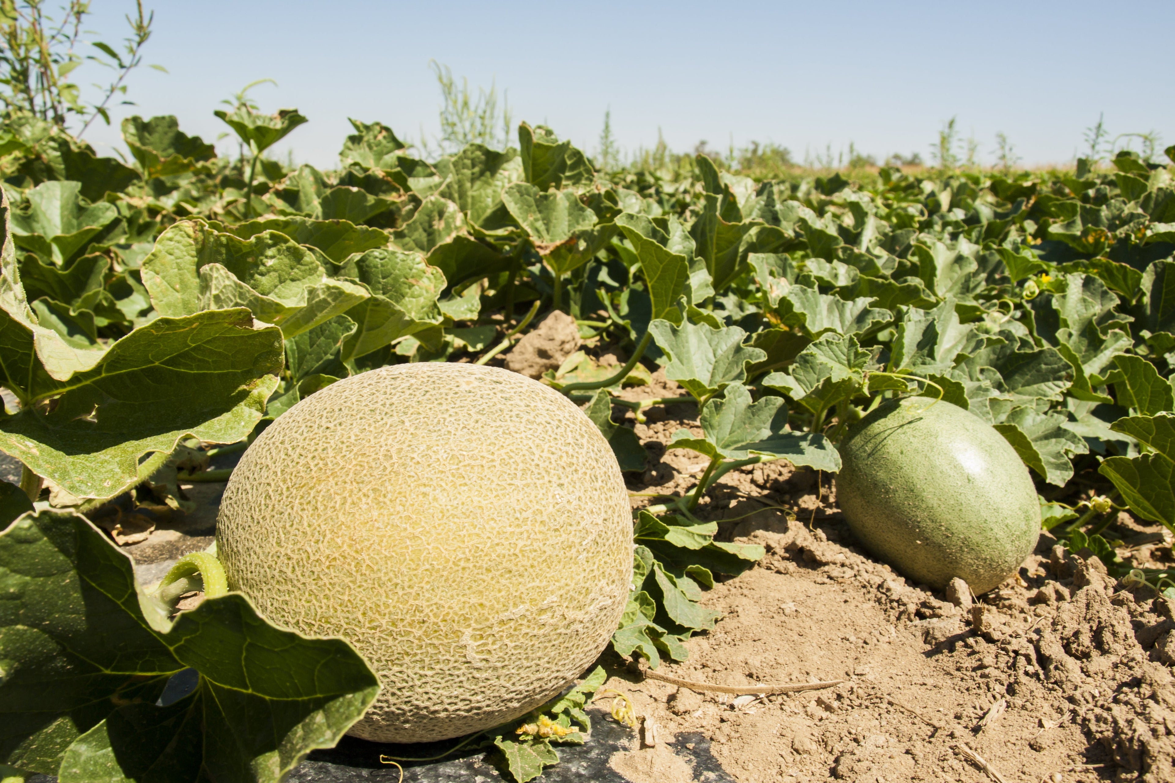 75 Green Flesh ROCKY FORD CANTALOUPE Muskmelon Cucumis Melo Melon Fruit Seeds