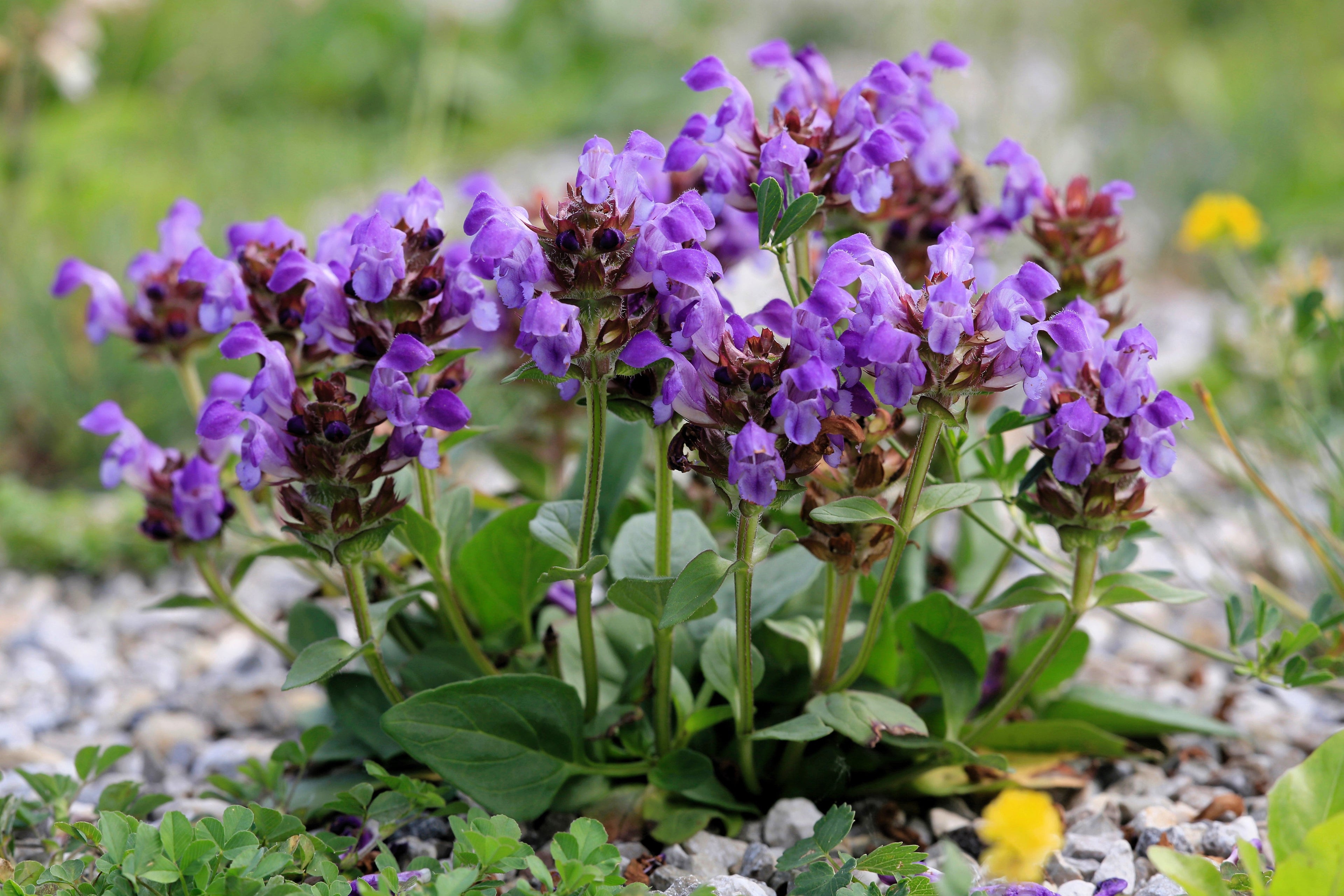 50 PAGODA MIX PRUNELLA Grandiflora Bigflower Selfheal Blue Pink etc Flower Seeds
