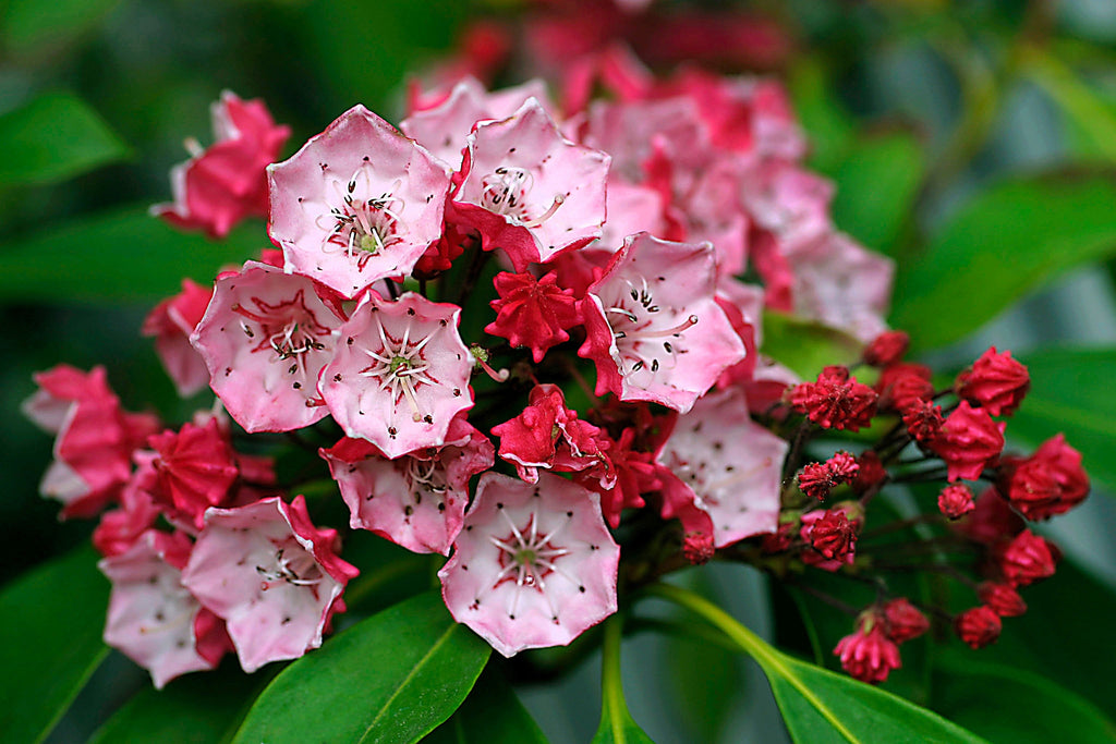 50 MOUNTAIN LAUREL White Pink Red Kalmia Latifolia Shrub Bush Seeds