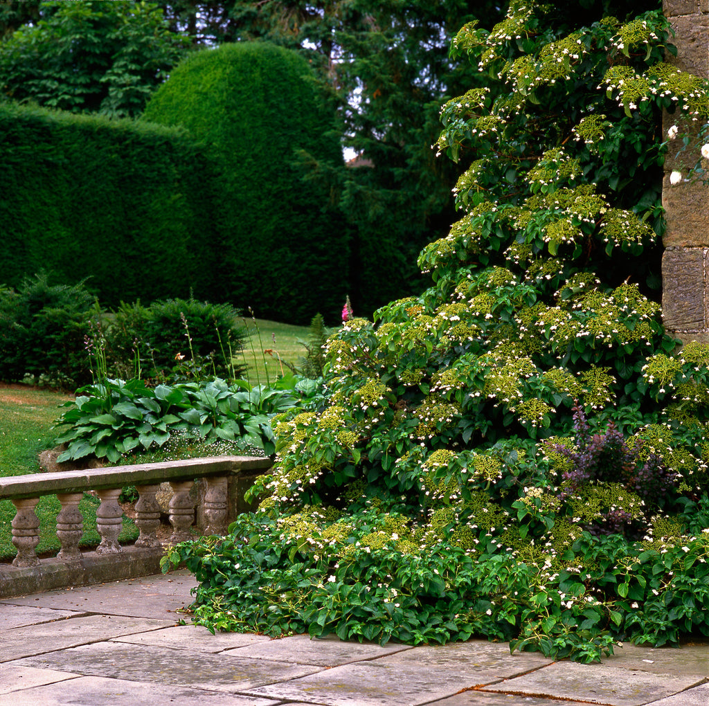 50 CLIMBING HYDRANGEA Anomala Petiolaris Vine Flower Seeds
