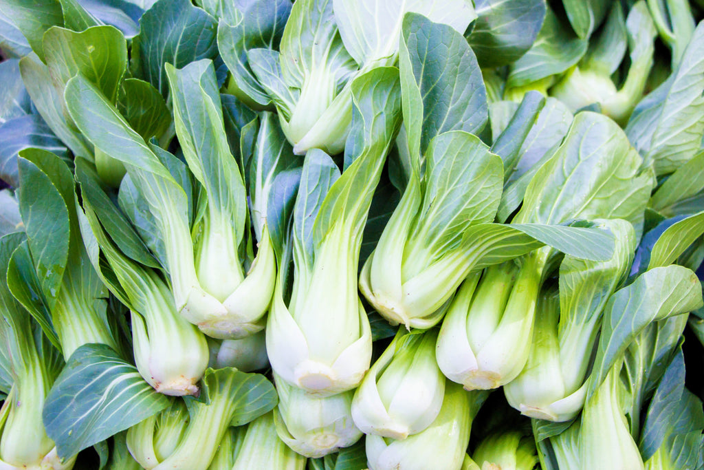 2000 CANTON PAK CHOI (Bok Choy / Chinese Cabbage) Brassica Rapa Chinensis Vegetable Seeds