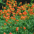 10 LEOPARD LILY California Tiger Lily Panther Lilium Pardalinum Yellow Orange Red Spotted Native Flower Seeds