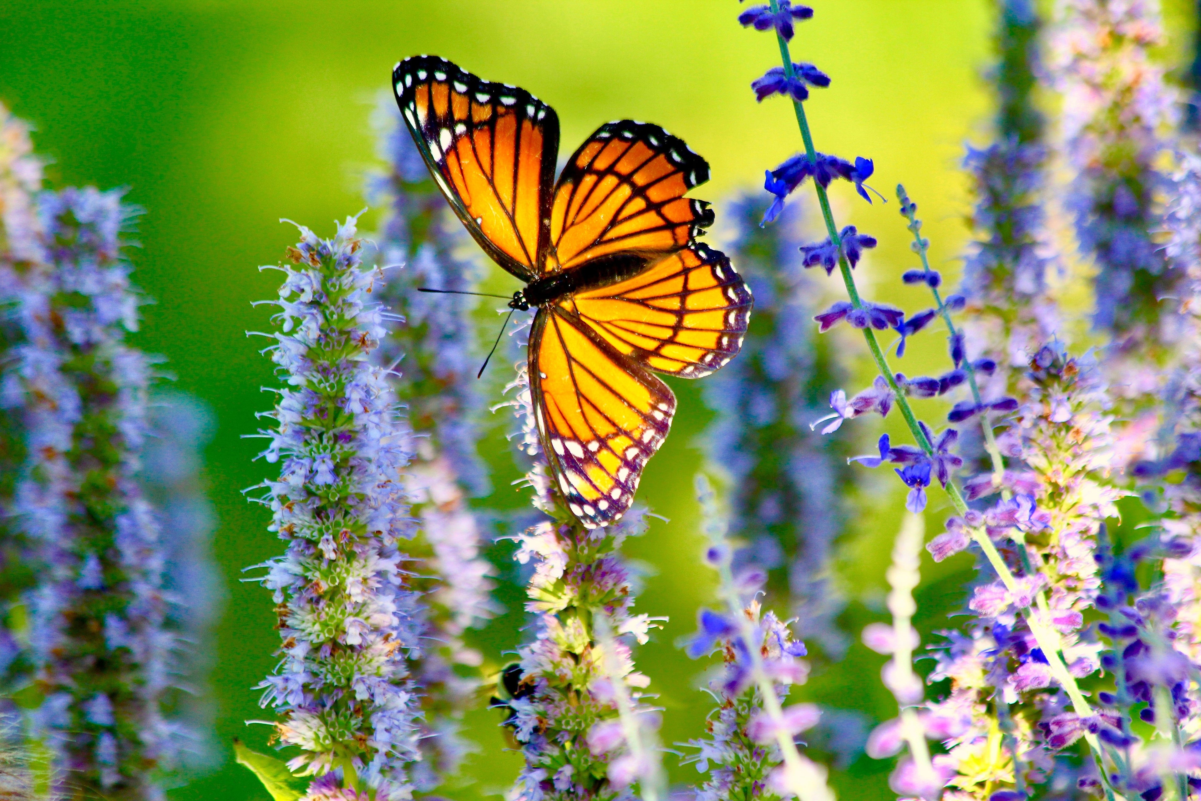 30 MIXED COLORS AGASTACHE Aurantiaca Cana Hummingbird Mint Hyssop Flower Seeds