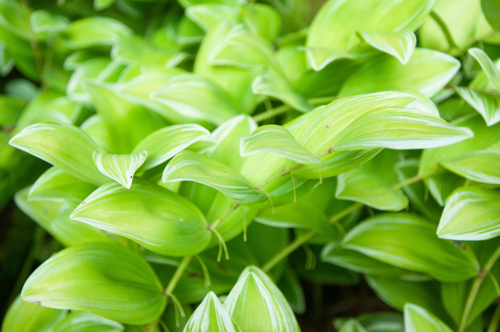 15 Variegated SOLOMONS SEAL Polygonatum Biflorum Canaliculatum Flower Seeds