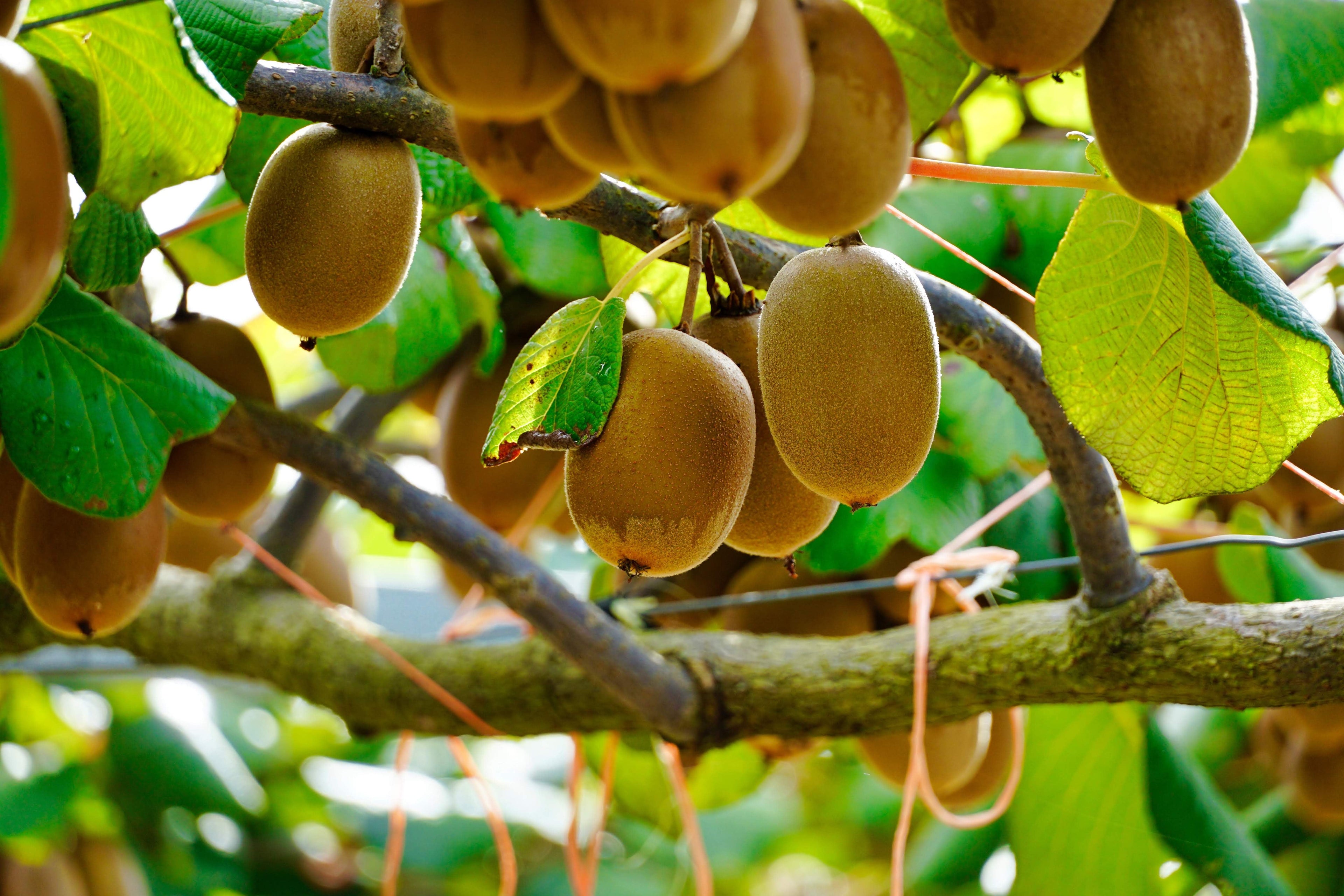 50 GOLDEN KIWI FRUIT Yellow Actinidia Chinensis Kiwifruit Chinese Gooseberry Flower Vine Seeds