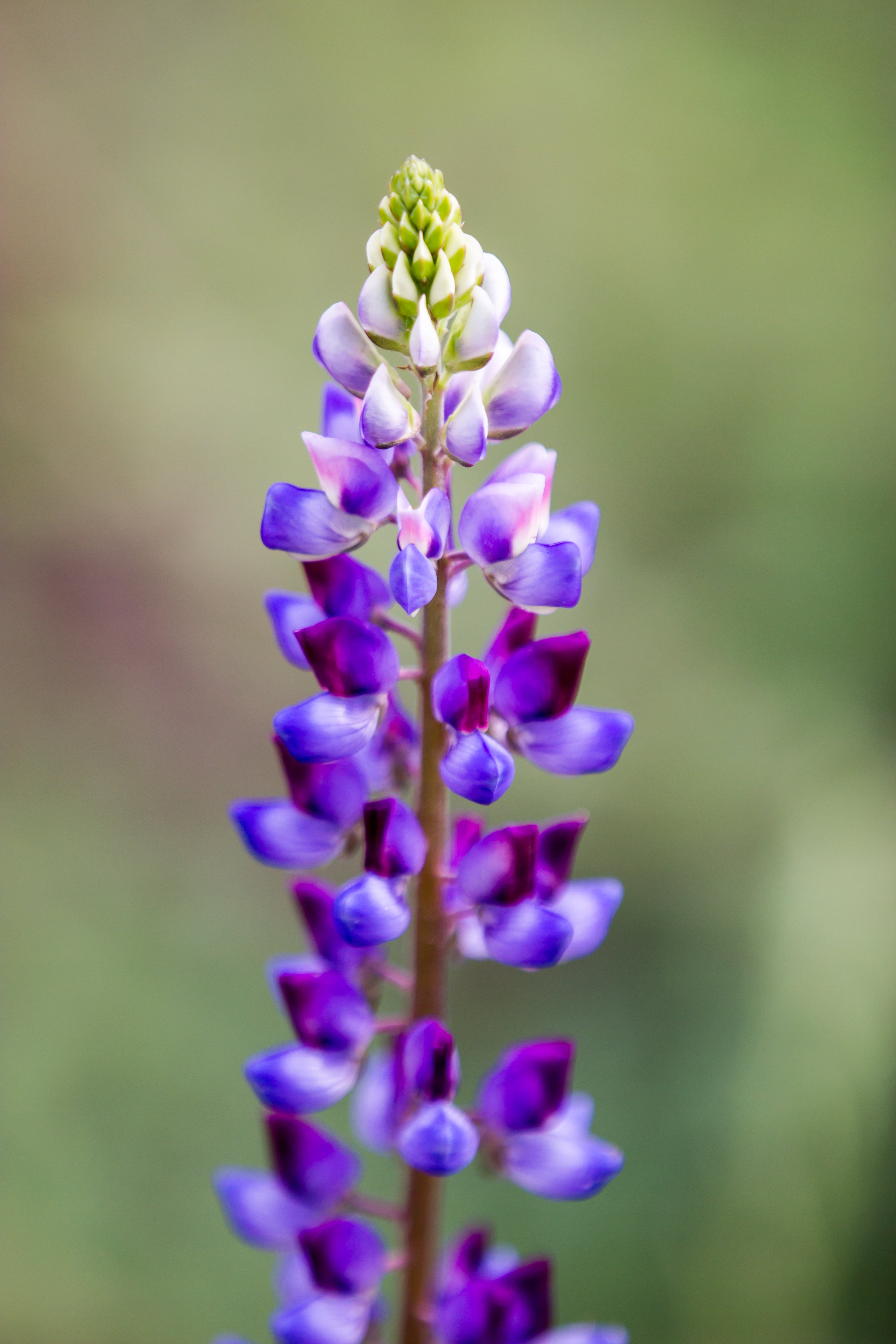 100 ARROYO LUPINE (Hollowleaf Lupine / Succulent Lupine) Lupinus Succulentus Flower Seeds