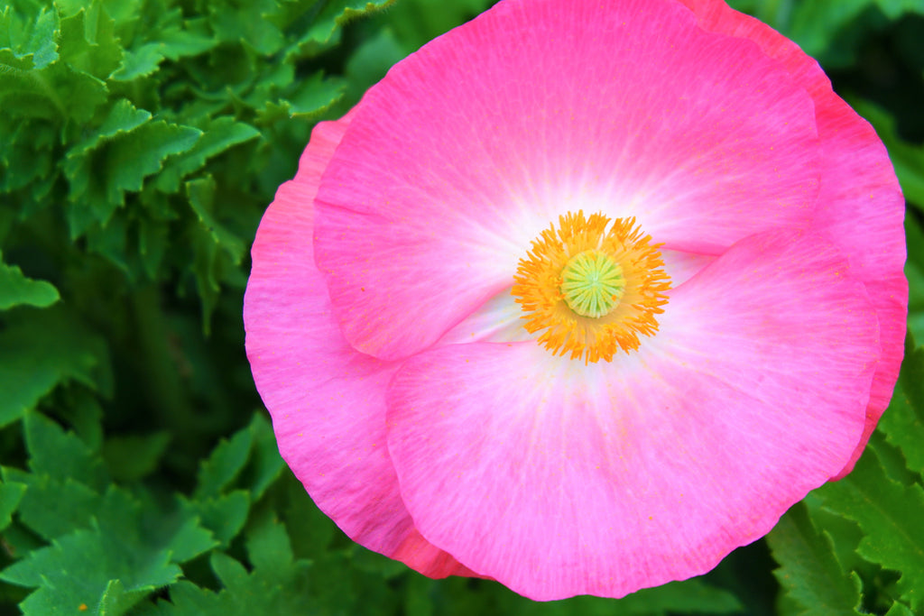 2000 MIXED Colors SHIRLEY POPPY ( aka Corn / Field / Flanders ) Papaver Rhoeas Flower Seeds