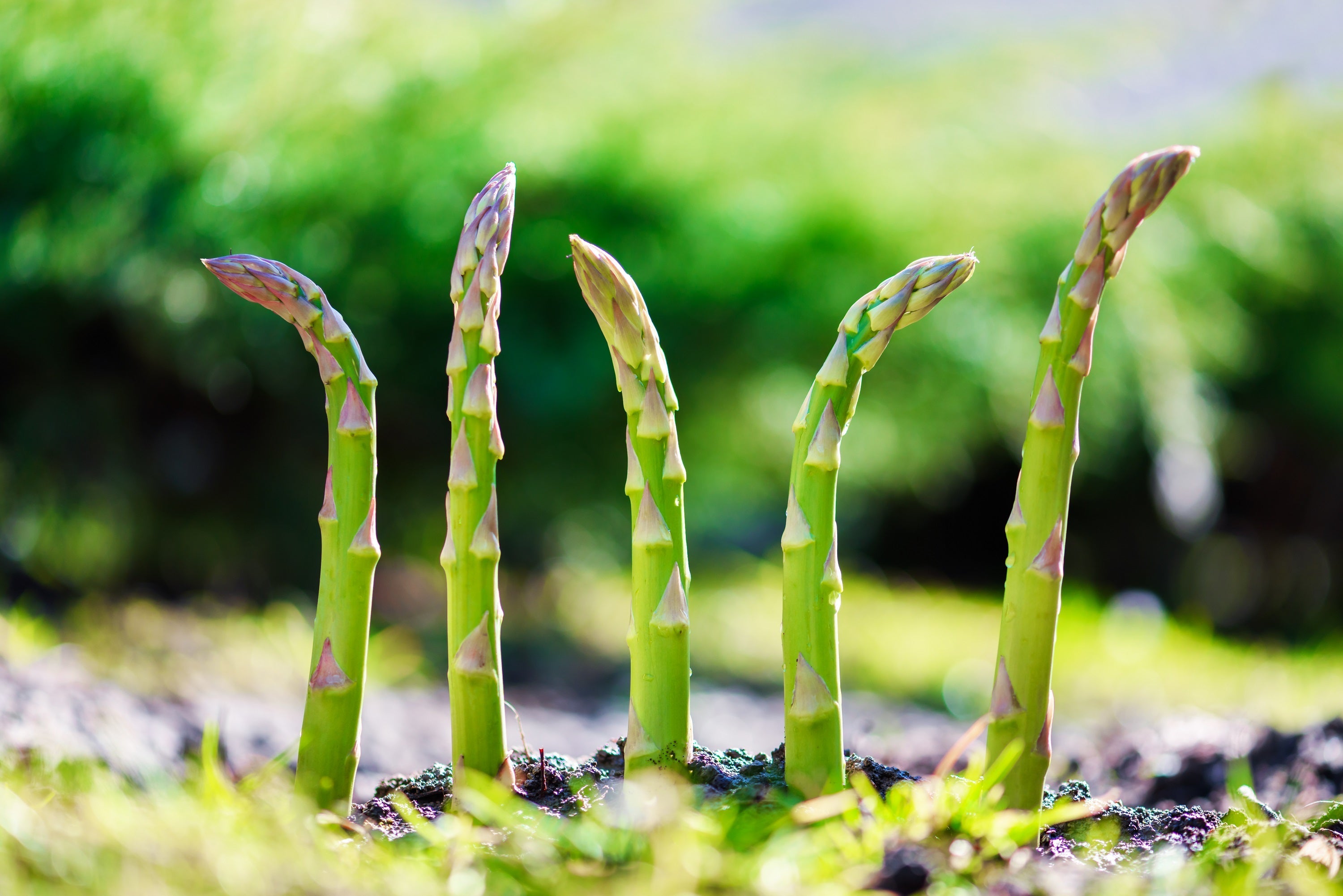 125 ASPARAGUS UC72 Officinallis Mary's Granddaughter Vegetable Seeds
