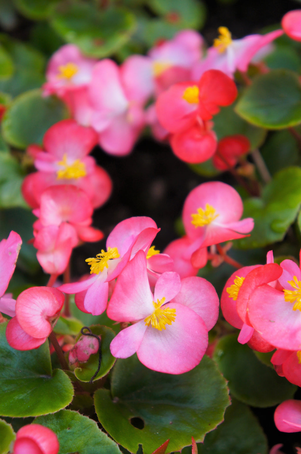 25 Rose PINK WAX BEGONIA Semperflorens Fibrous Shade Flower Seeds