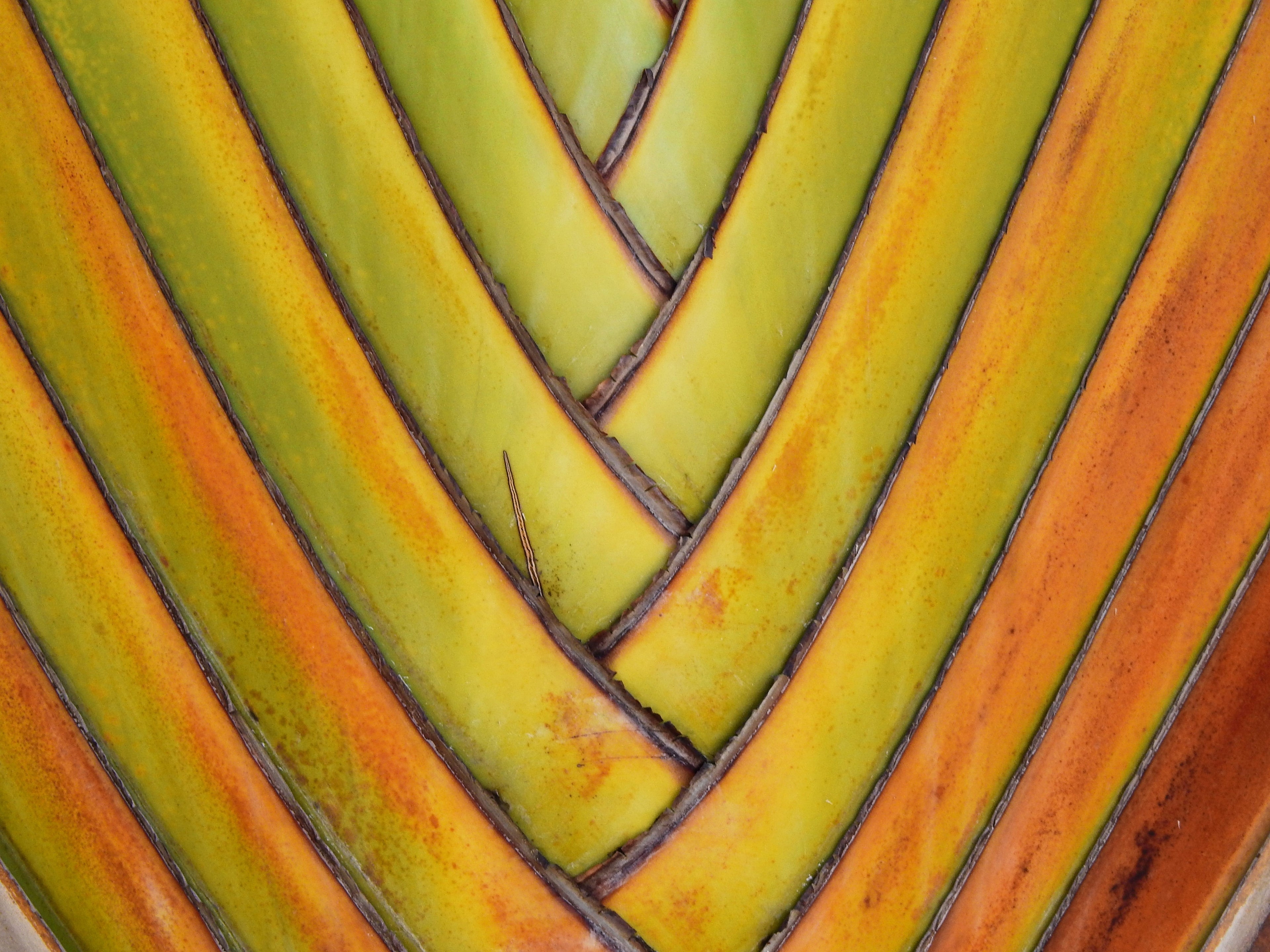 10 TRAVELLER'S PALM TREE Ravenala Madagascariensis Flower Houseplant Seeds