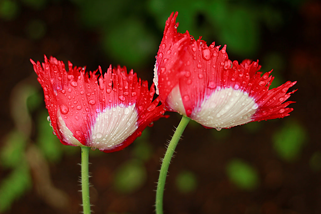 500 DANISH FLAG POPPY Red & White Queens Poppy Papaver Somniferum Danebrog Flower Seeds