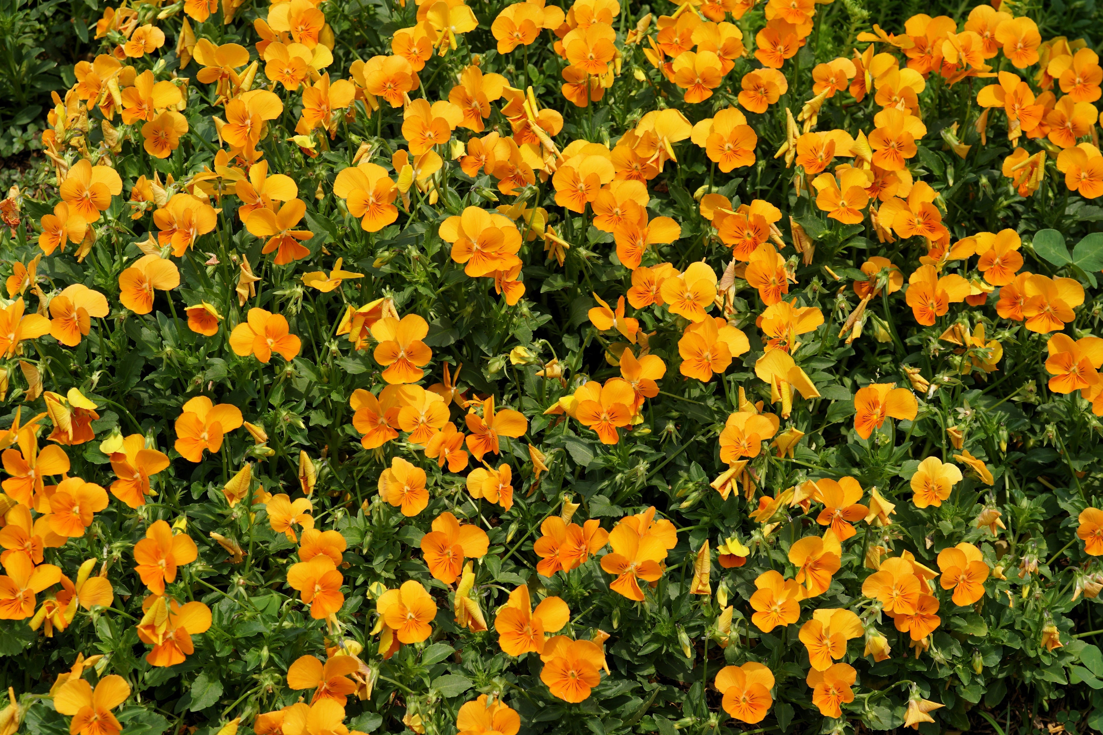50 ORANGE SUN PANSY Swiss Giant Viola Wittrockiana Flower Seeds
