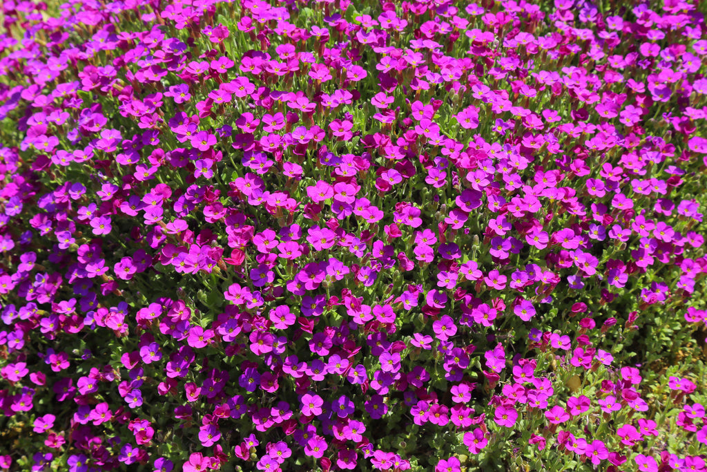 150 SPRING CHARM ROCKCRESS Rose Rock Cress Arabis Arendsii Flower Mix Seeds