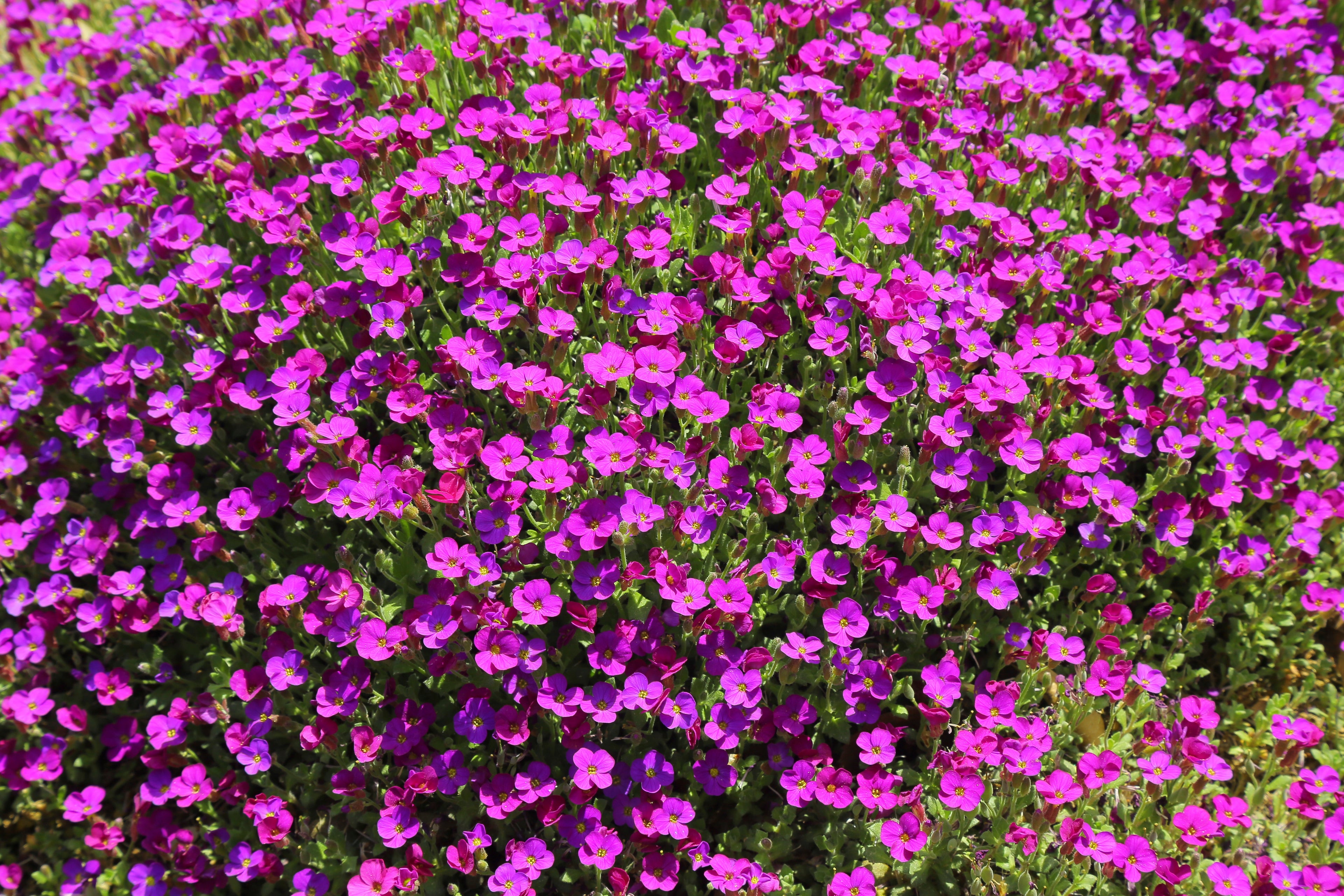 150 SPRING CHARM ROCKCRESS Rose Rock Cress Arabis Arendsii Flower Mix Seeds