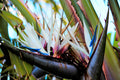 5 GIANT BIRD OF PARADISE Tree Strelitzia Nicolai Wild Banana White Crane Blue Purple Flower Houseplant Seeds