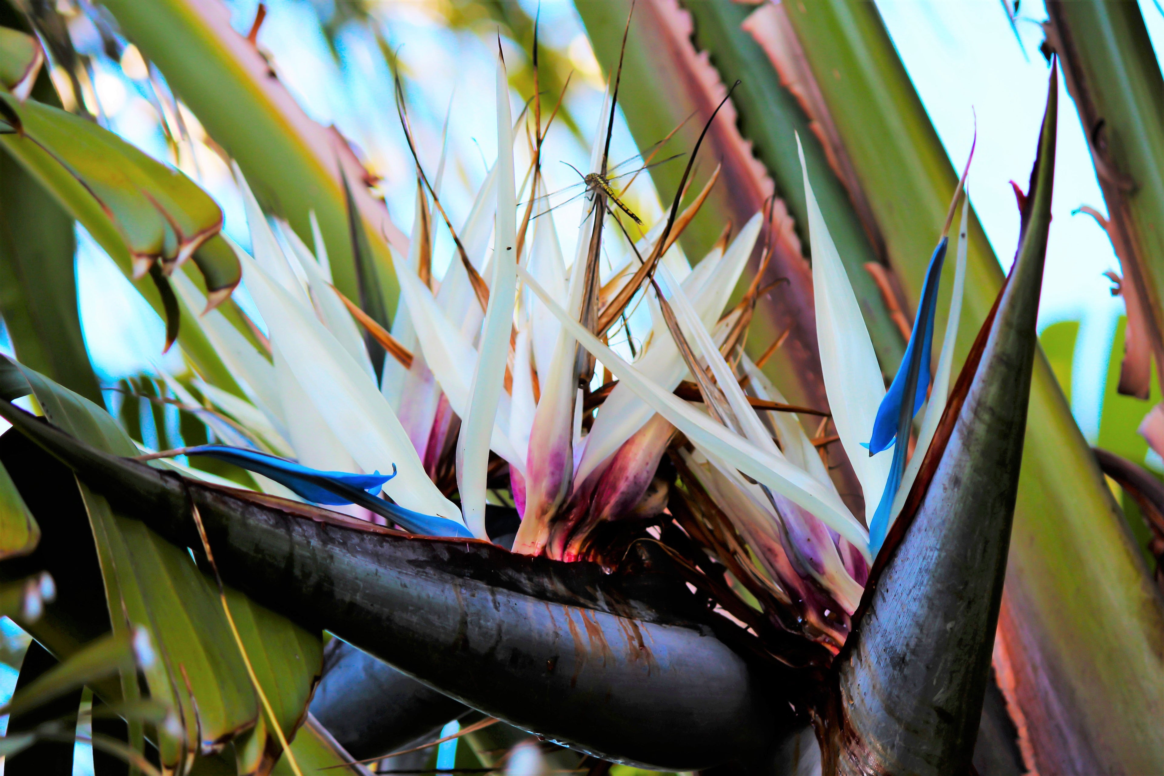 5 GIANT BIRD OF PARADISE Tree Strelitzia Nicolai Wild Banana White Crane Blue Purple Flower Houseplant Seeds