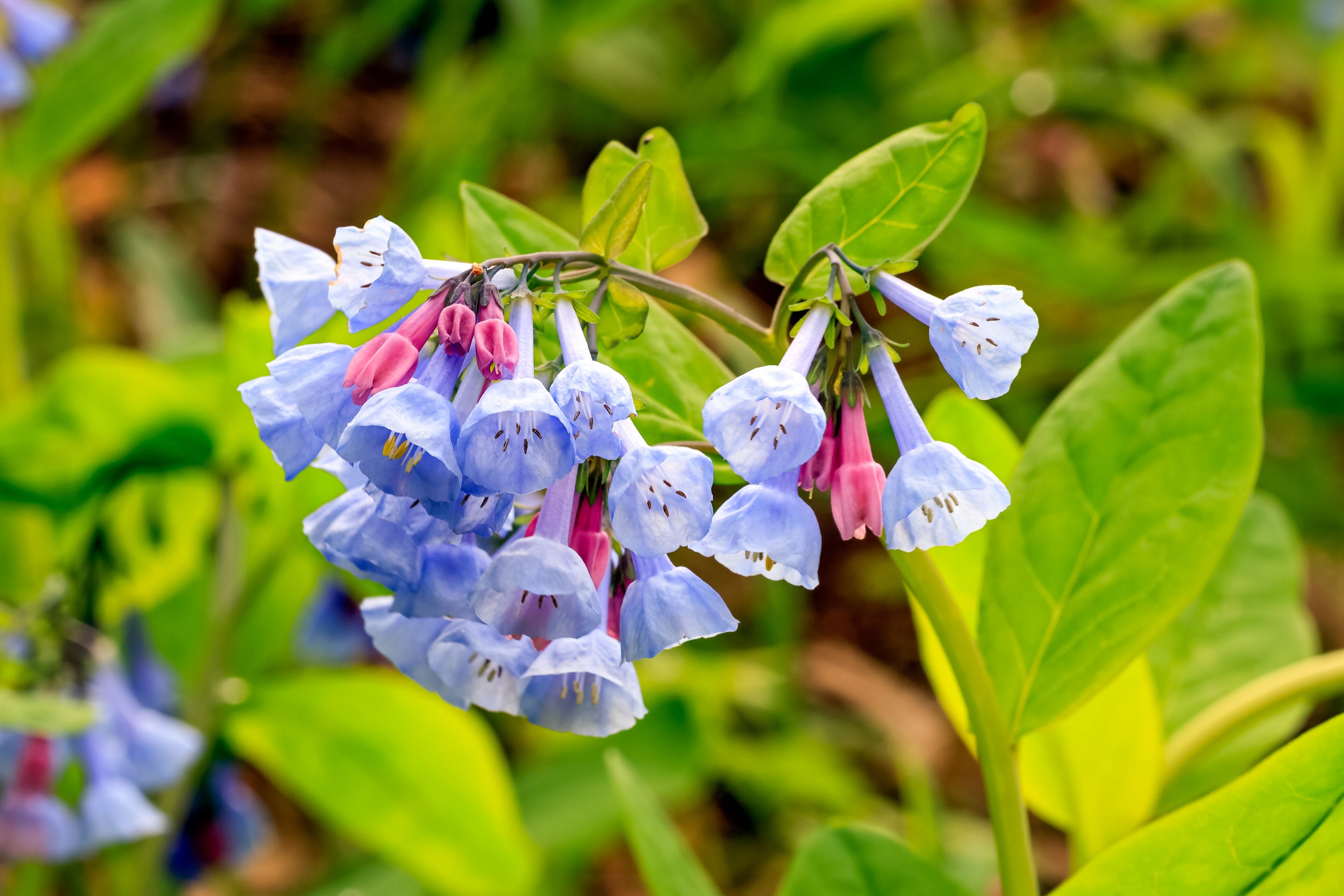 20 VIRGINIA BLUEBELLS True Blue & Pink Mertensia Virginica Flower Seeds
