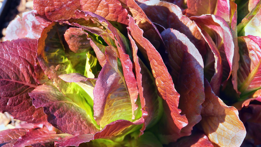 3000 RED ROMAINE LETTUCE Lactuca Sativa Vegetable Seeds