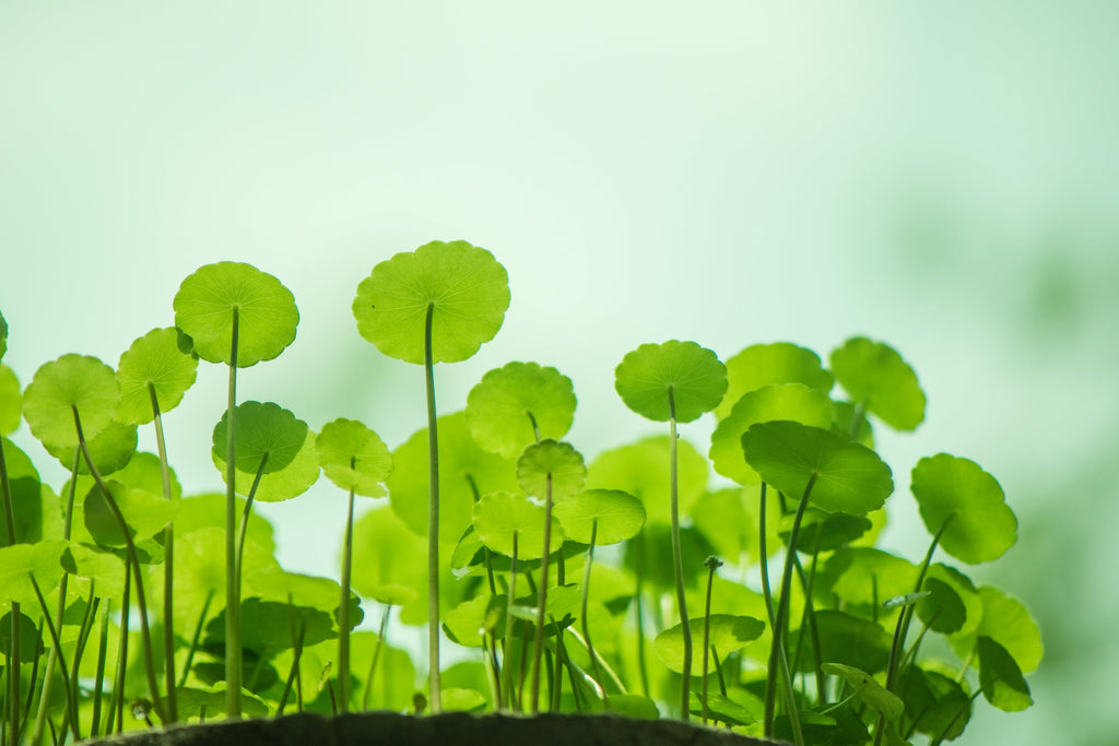 50 SPADELEAF Edible Coinwort Centella Asiatica Gotu Kola Herb Pink Flower Seeds