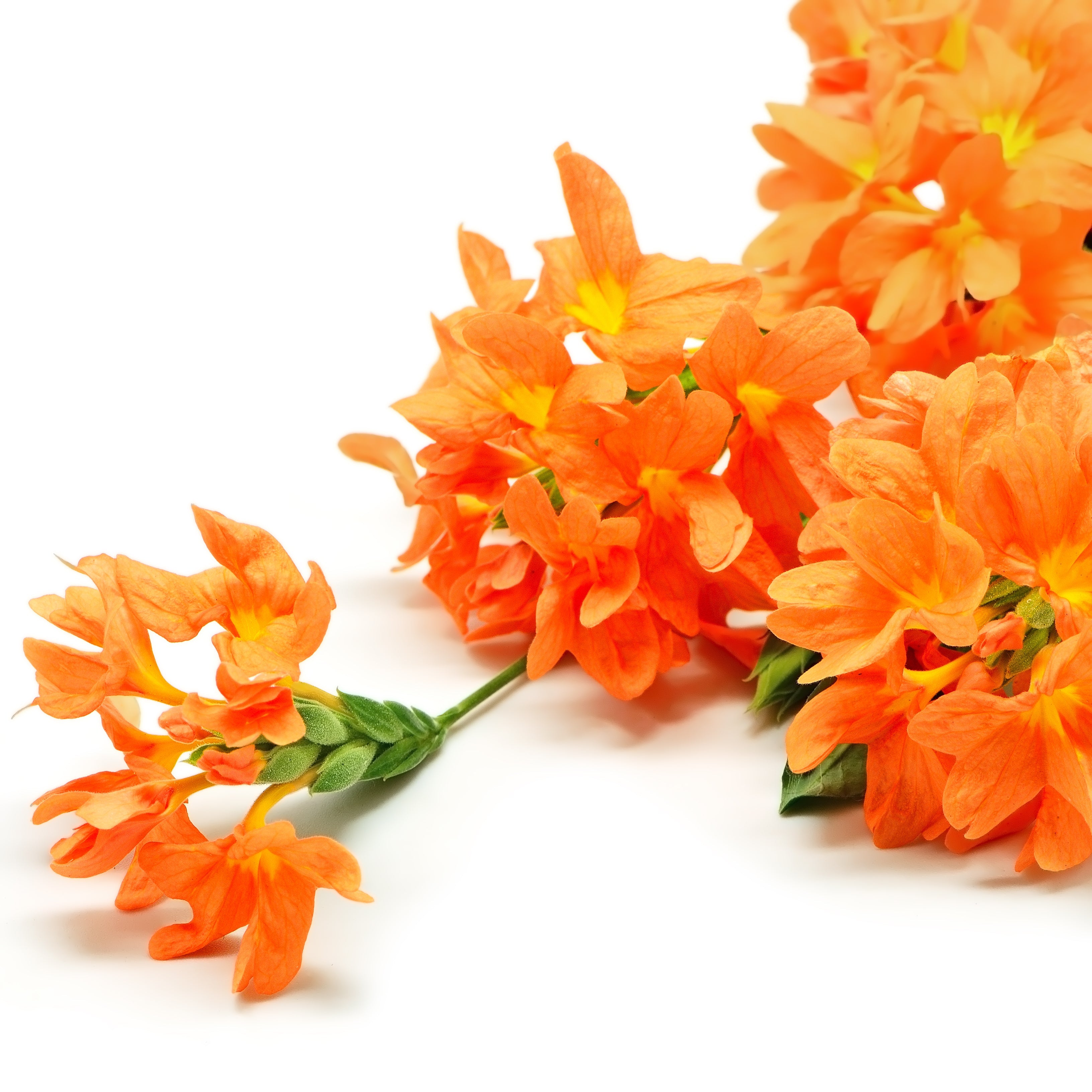 10 ORANGE MARMALADE CROSSANDRA Infundibuliformis Firecracker Flower Houseplant Seeds