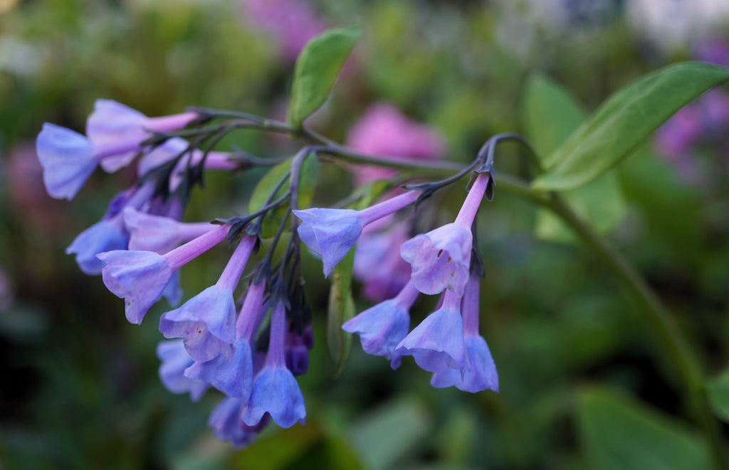 20 VIRGINIA BLUEBELLS True Blue & Pink Mertensia Virginica Flower Seeds