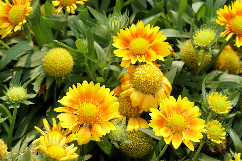 100 YELLOW GAILLARDIA (Blanket Flower / Indian Blanket) Gaillardia Aristata Flower Seeds