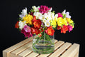 5 ROYAL CHAMPION Mix FREESIA Mixed Colors Pink Blue Purple Yellow Red Orange Flower Seeds