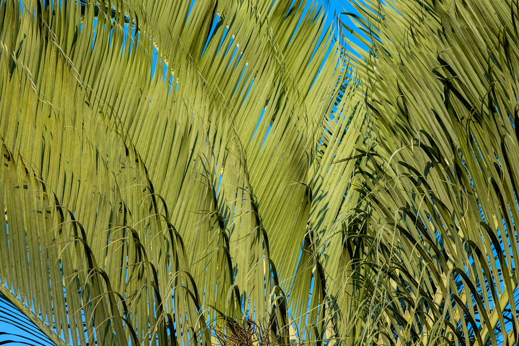 10 TRIANGLE PALM TREE Dypsis Decaryi Rare Tropical from Madagascar Seeds