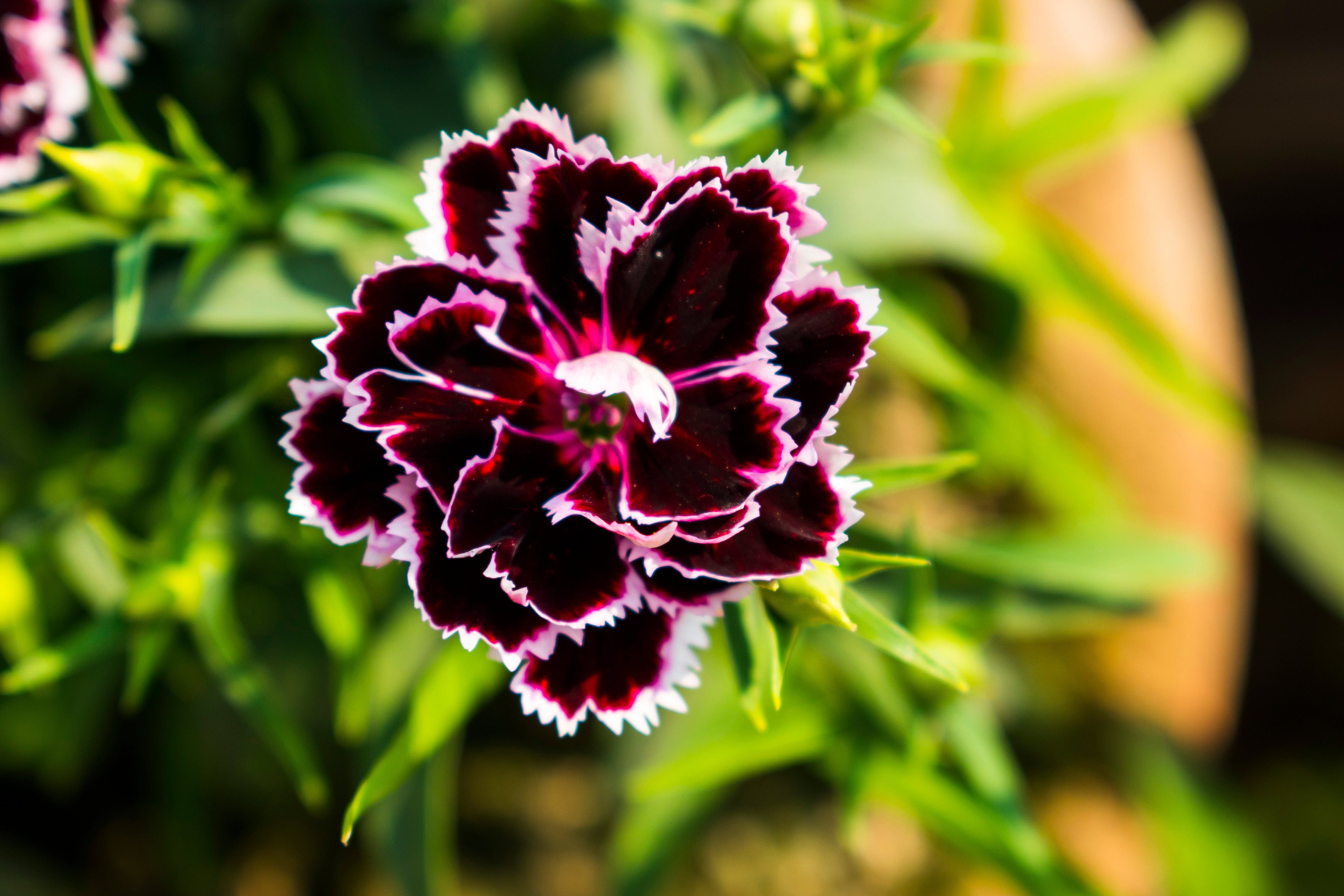 50 VELVET N LACE DIANTHUS Chinensis Black & White Flower Seeds