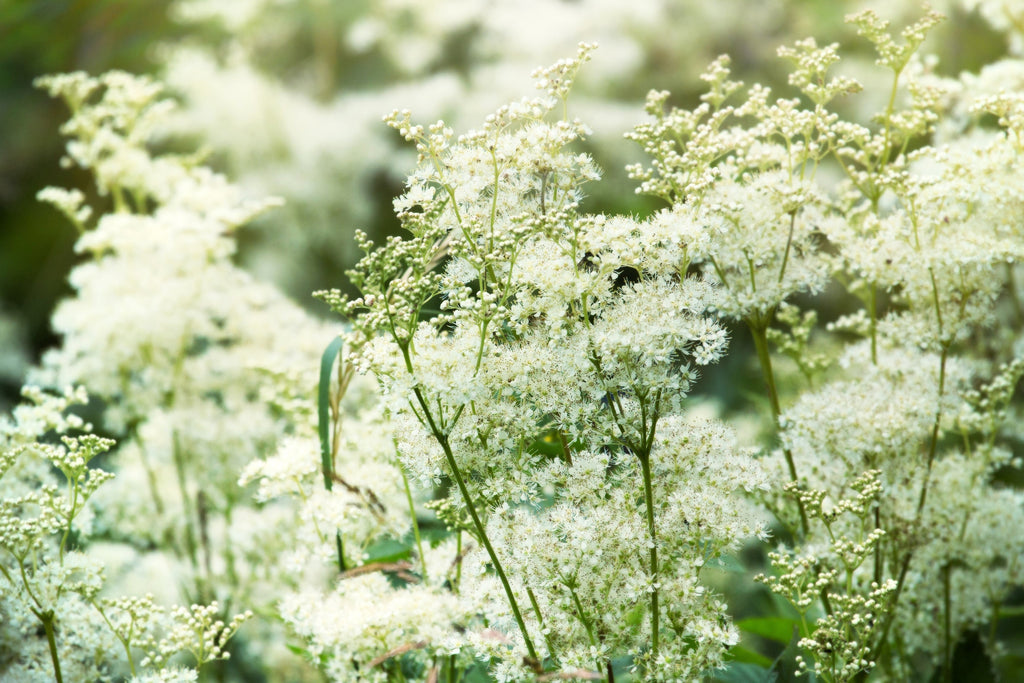 20 QUEEN of the MEADOW Filipendula Ulmaria Meadowsweet Native Prairie Fragrant White Flower Seeds