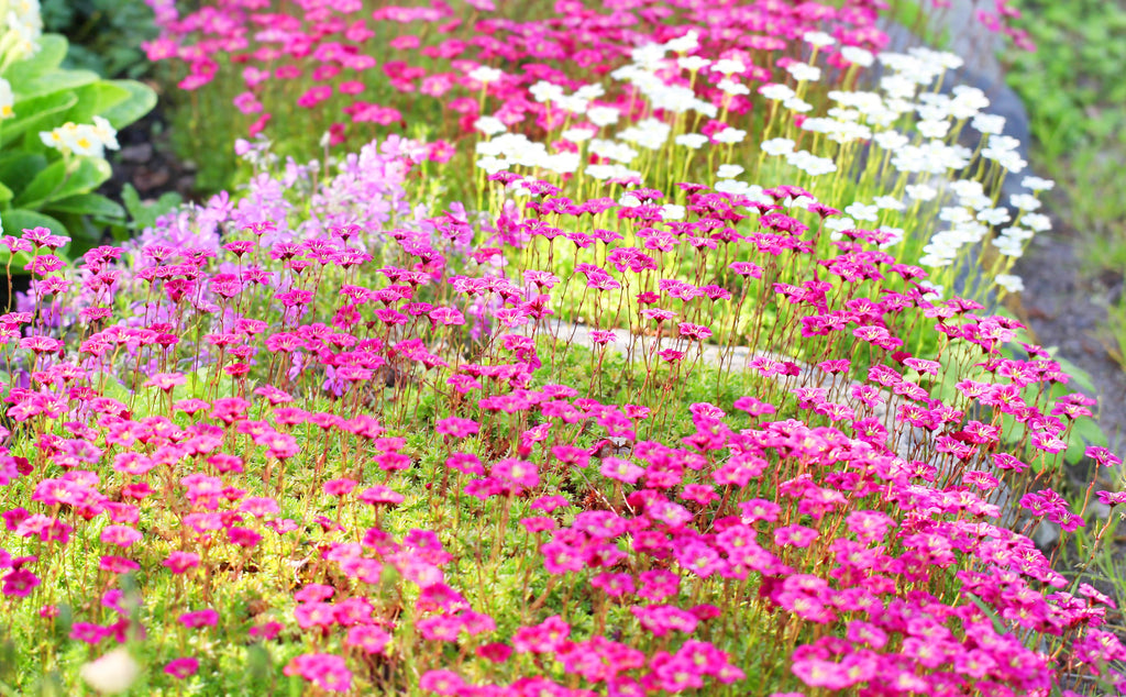 50 FLORAL CARPET SAXIFRAGA Arendsii Rose Pink Mossy Rockfoil Evergreen Flower Seeds