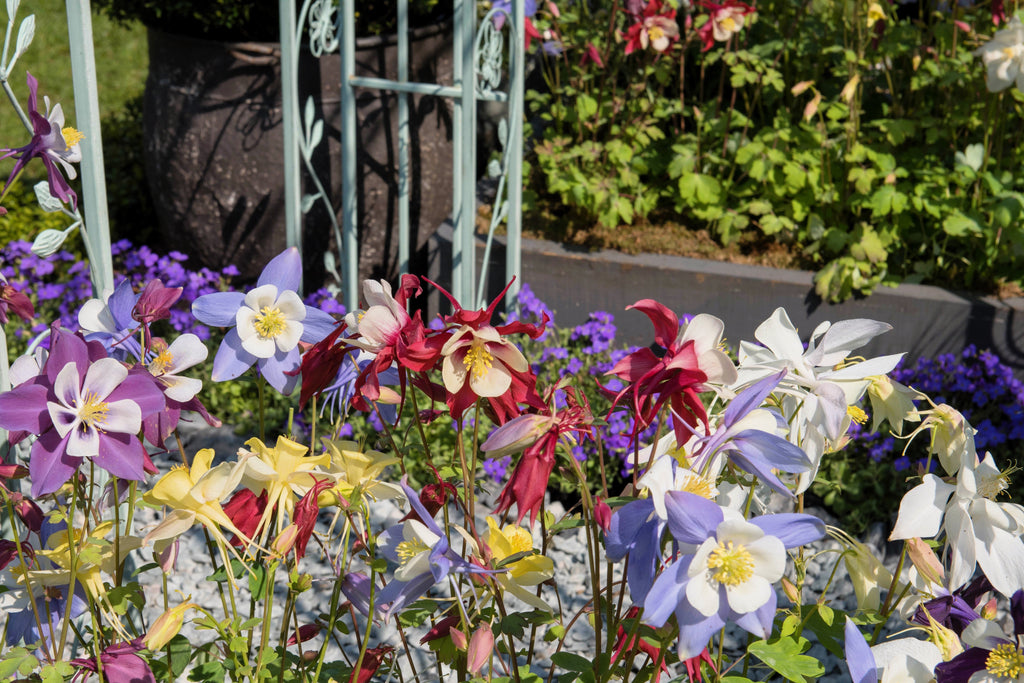 100 DWARF COLUMBINE MIX Aquilegia Vulgaris Mixed Colors Flower Seeds