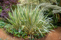 10 Variegated NEW ZEALAND FLAX Phormium Tenax Variegatum Ornamental Grass Flower Seeds
