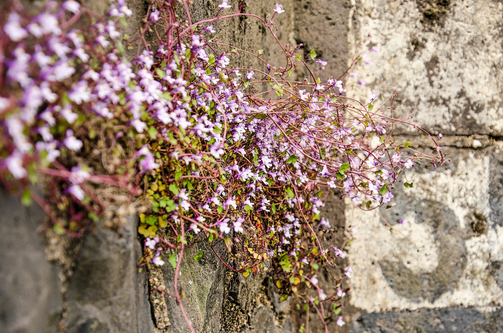 100 KENILWORTH IVY (Ivy-Leaved Toadflax) Cymbalaria Muralis Vine Flower Seeds