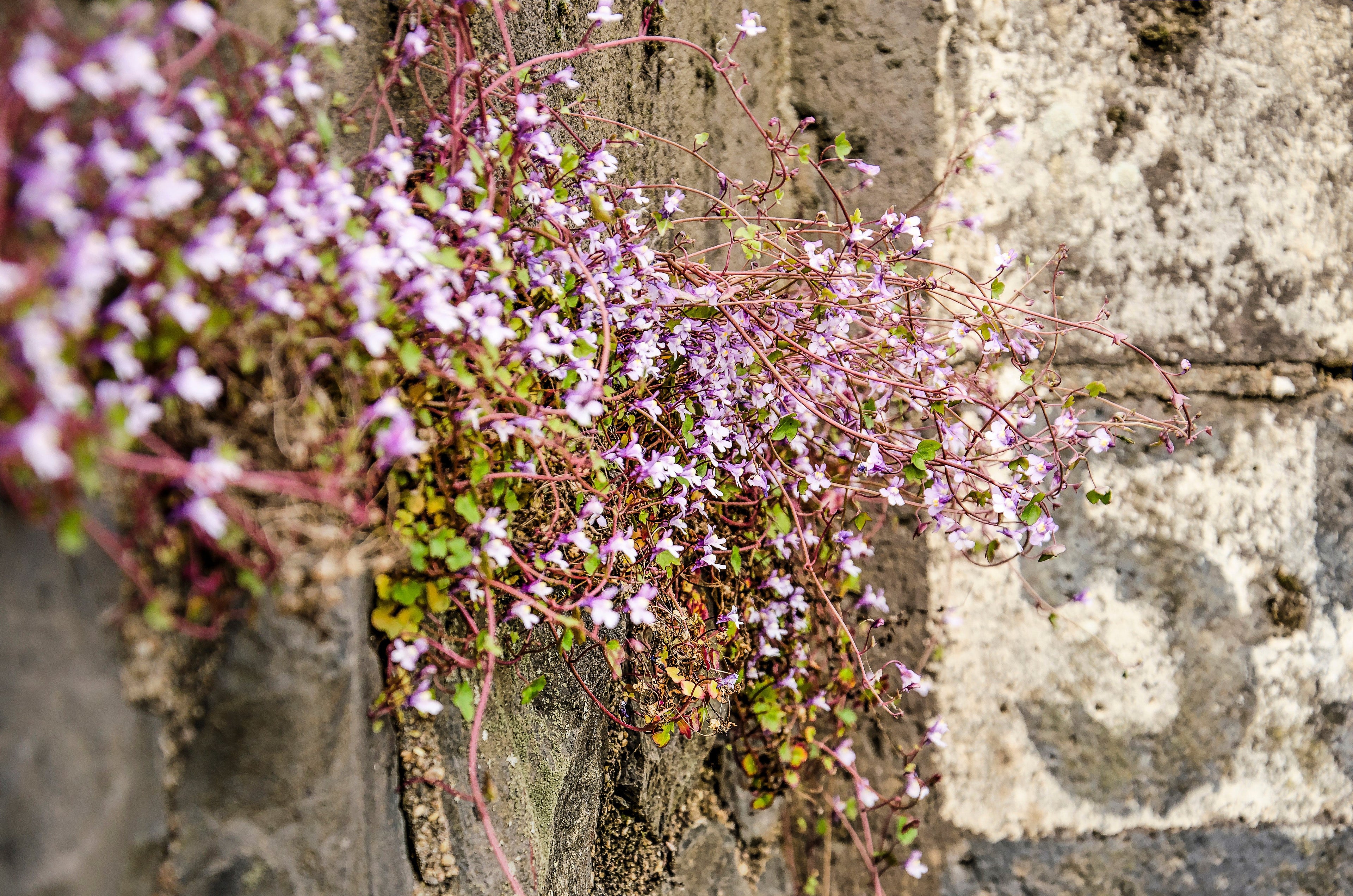 100 KENILWORTH IVY (Ivy-Leaved Toadflax) Cymbalaria Muralis Vine Flower Seeds