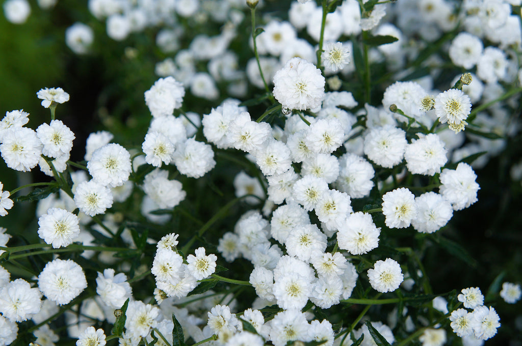 150 PEARL YARROW White Double Achillea Ptarmica Herb Flower Seeds