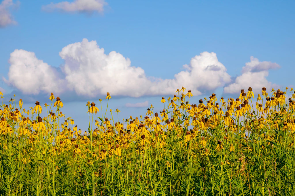 100 YELLOW CONEFLOWER Ratibida Pinnata Flower Seeds