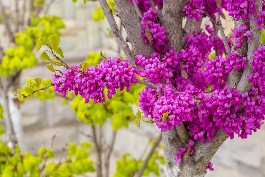 40 CHINESE REDBUD Cercis Chinensis Shrub Small Tree Pink Purple Flower Seeds