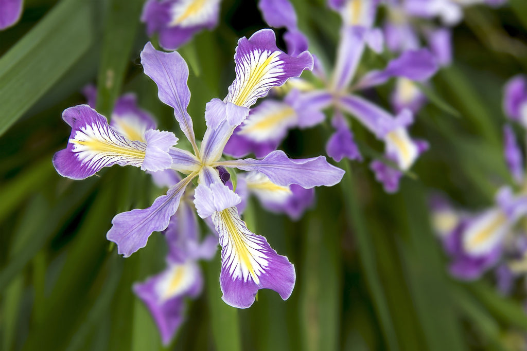 20 Blue & Purple OREGON IRIS ( Tough-Leaf Iris ) Iris Tenax Flower Seeds