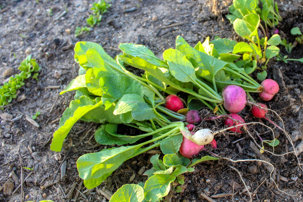 500 Mixed Colors EASTER EGG RADISH Raphanus Sativus Vegetable Seeds