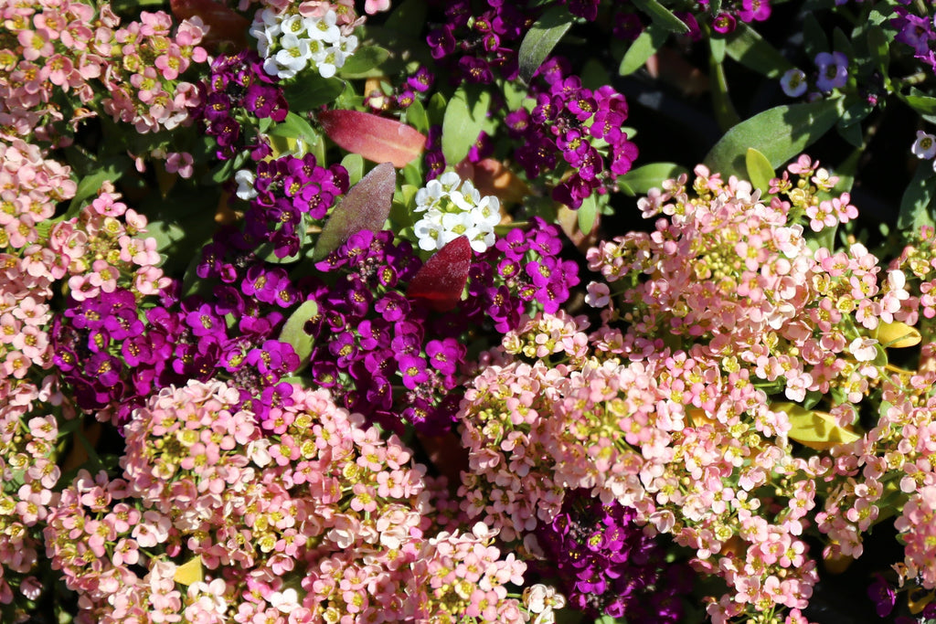 50 Easter Bonnet PEACH ALYSSUM Lobularia Maritima Hummingbird Flower Seeds