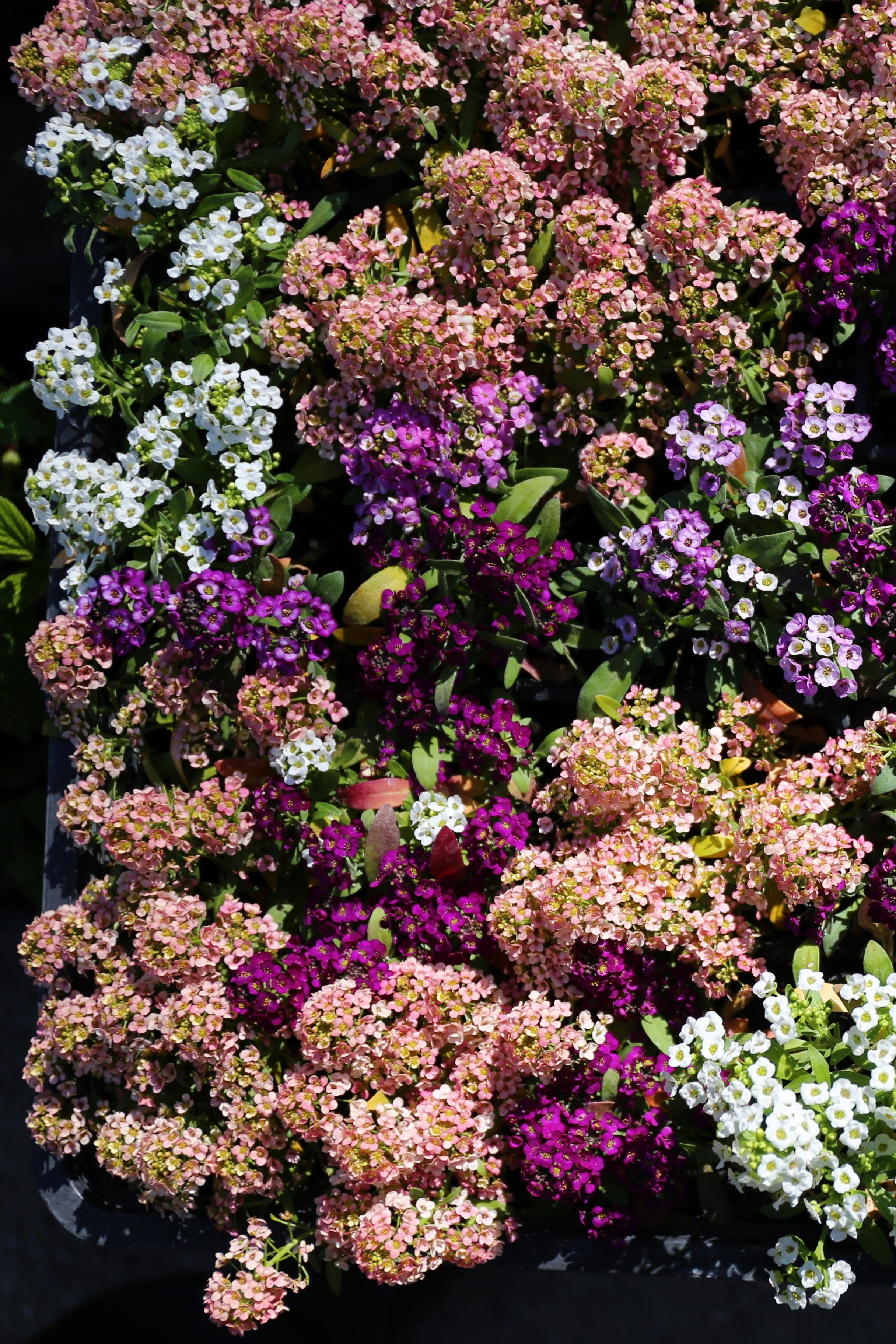 50 Easter Bonnet PEACH ALYSSUM Lobularia Maritima Hummingbird Flower Seeds