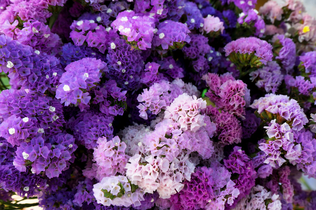 50 Pacific Mix STATICE (Sea Lavender) Mixed Colors  Limonium Sinuatum Flower Seeds