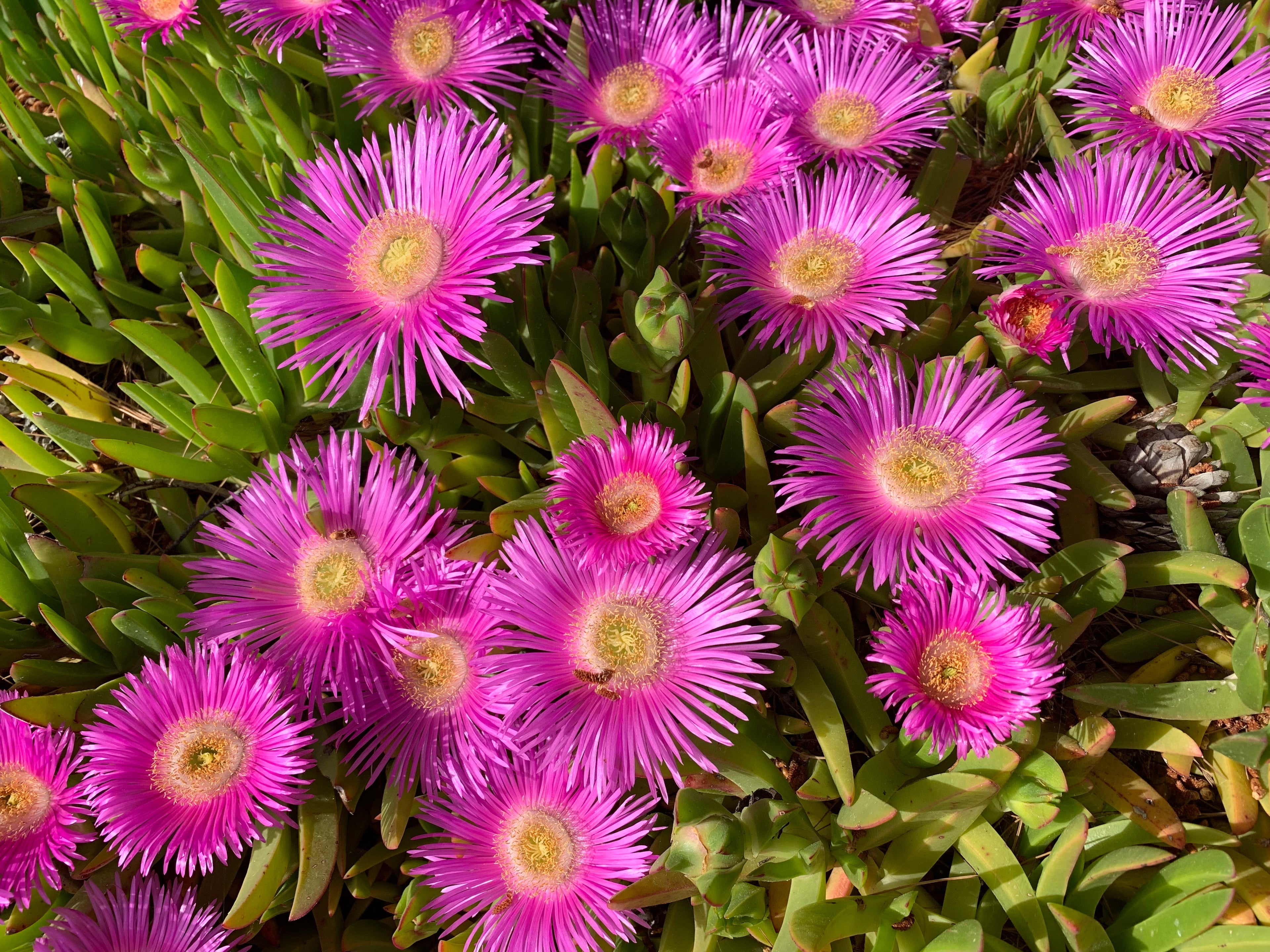 25 Table Mountain ICE PLANT Magenta Fuchsia Delosperma Cooperi Perennial Pink Carpet Flower Seeds