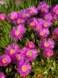25 Table Mountain ICE PLANT Magenta Fuchsia Delosperma Cooperi Perennial Pink Carpet Flower Seeds