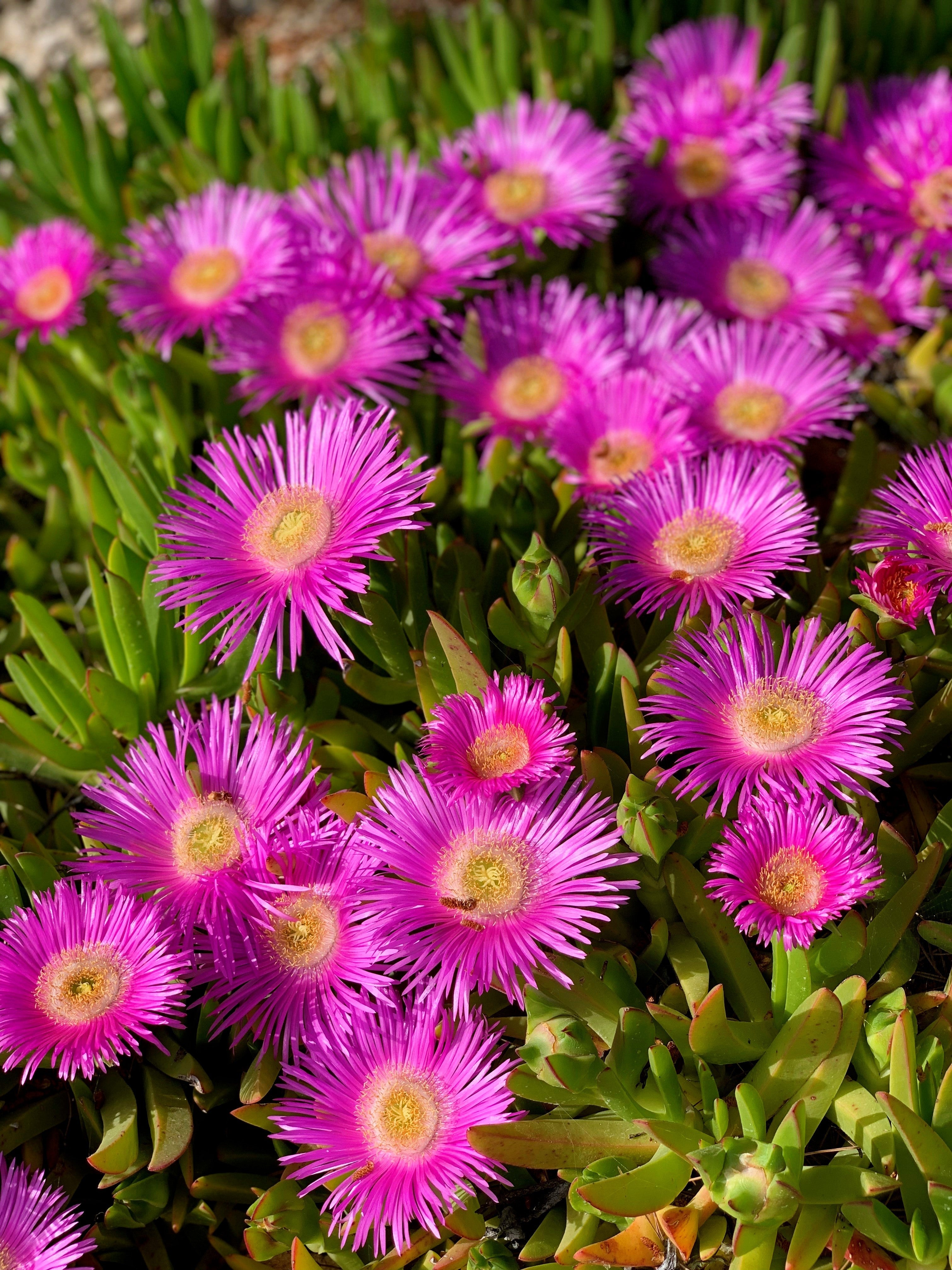 200 MIXED Colors ICE PLANT ( Mesembryanthemum Daisy / Livingstone Daisy ) Dorotheanthus Bellidiformis Flower Seeds