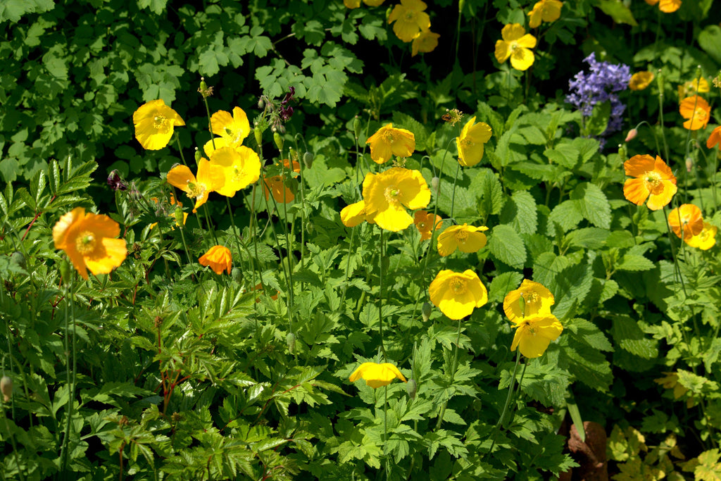 20 Yellow WELSH POPPY Meconopsis Papaver Cambricum Perennial Shade Flower Seeds