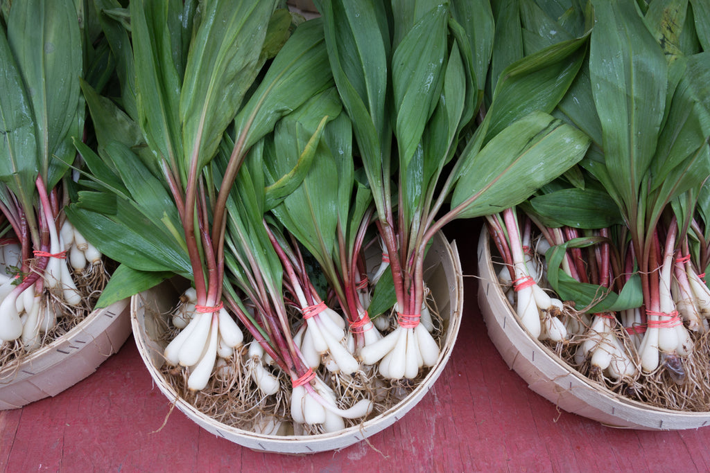 20 RAMP / WILD LEEK Allium Tricoccum Ramps Vegetable Herb White Shade Flower Seeds